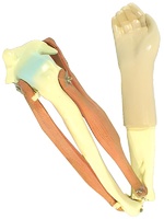 Модель локтевого сустава подвижная - fgospostavki.ru - Королёв