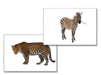 Дидактическое пособие "Дикие животные" - fgospostavki.ru - Королёв