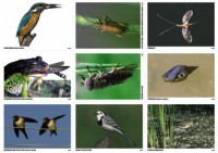 Комплект таблиц Природные зоны России. Сообщества (комплект 18 таблиц) - fgospostavki.ru - Королёв