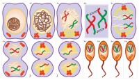 Модель-аппликация Деление клетки. Митоз и мейоз - fgospostavki.ru - Королёв