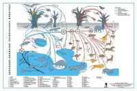 Комплект таблиц "Эволюция движений позвоночных животных" - fgospostavki.ru - Королёв