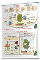 Плакаты по природоведению 2-3 классы. Для оформления кабинета. - fgospostavki.ru - Королёв