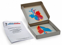 Модель-аппликация "Этапы эволюции сердца у позвоночных" (набор из 4 карт) - fgospostavki.ru - Королёв