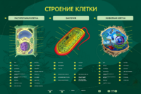 Электрифицированный стенд "Строение клетки" с маркерными полями - fgospostavki.ru - Королёв