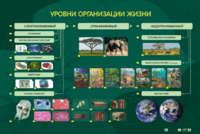 Электрифицированный стенд "Уровни организации жизни" - fgospostavki.ru - Королёв