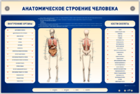 Электрифицированный стенд-тренажер c макетом скелета "Анатомическое строение человека" - fgospostavki.ru - Королёв