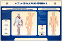 Электрифицированный стенд-тренажер "Остановка кровотечения" - fgospostavki.ru - Королёв