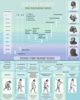 Стенд "Эволюция человека" Вариант 1 - fgospostavki.ru - Королёв