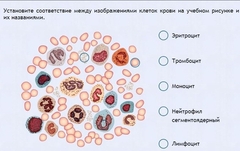 Интерактивные курсы. Биология 11 класс. Расширенный. - fgospostavki.ru - Королёв