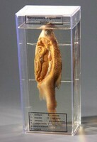 Влажный препарат "Внутреннее строение рыбы" - fgospostavki.ru - Королёв