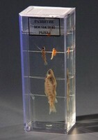 Влажный препарат "Развитие костистой рыбы" - fgospostavki.ru - Королёв