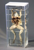 Влажный препарат "Внутреннее строение лягушки" - fgospostavki.ru - Королёв