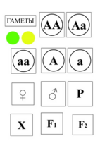Модель-аппликация Моногибридное скрещивание и  его цитологические основы - fgospostavki.ru - Королёв