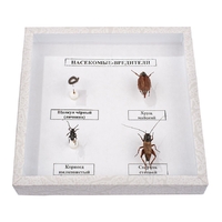 Коллекция энтомологическая "Насекомые вредители" - fgospostavki.ru - Королёв