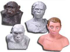 Комплект палеонтологических моделей "Происхождение человека" - fgospostavki.ru - Королёв