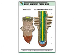 Рельефная таблица "Внешнее и внутреннее строение корня" (формат А1, матовое ламинирование) - fgospostavki.ru - Королёв