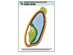 Рельефная таблица "Зерновка пшеницы" (формат А1, матовое ламинирование) - fgospostavki.ru - Королёв
