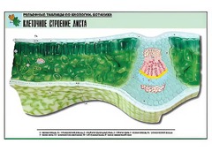 Рельефная таблица "Клеточное строение листа" (формат А1, матовое ламинирование) - fgospostavki.ru - Королёв