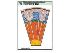 Рельефная таблица "Клеточное строение стебля" (формат А1, матовое ламинирование) - fgospostavki.ru - Королёв