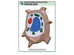 Рельефная таблица "Растительная клетка" (формат А1, матовое ламинирование) - fgospostavki.ru - Королёв