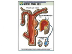 Рельефная таблица "Внутреннее строение гидры" - fgospostavki.ru - Королёв