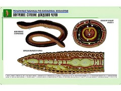 Рельефная таблица "Внутреннее строение дождевого червя" (формат А1, матовое ламинирование) - fgospostavki.ru - Королёв
