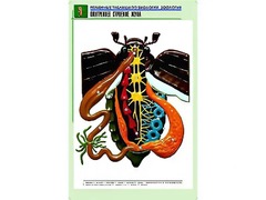 Рельефная таблица "Внутреннее строение жука" (формат А1, матовое ламинирование) - fgospostavki.ru - Королёв