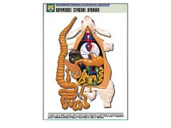 Рельефная таблица "Внутреннее строение кролика" (формат А1, матовое ламинирование) - fgospostavki.ru - Королёв