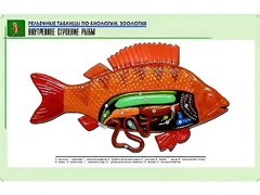 Рельефная таблица "Внутреннее строение рыбы" (формат А1, матовое ламинирование) - fgospostavki.ru - Королёв