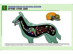 Рельефная таблица "Внутреннее строение собаки" (формат А1, матовое ламинирование) - fgospostavki.ru - Королёв