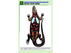Рельефная таблица "Внутреннее строение ящерицы" (формат А1, матовое ламинирование) - fgospostavki.ru - Королёв