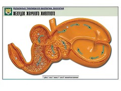 Рельефная таблица "Желудок жвачного животного" (формат А1, матовое ламинирование) - fgospostavki.ru - Королёв