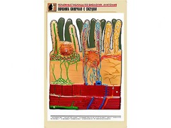 Рельефная таблица "Ворсинка кишечная с сосудом" (формат А1, матовое ламинирование) - fgospostavki.ru - Королёв