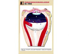 Рельефная таблица "Глаз. Строение" (формат А1, матовое ламинирование) - fgospostavki.ru - Королёв