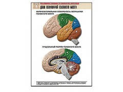 Рельефная таблица "Доли полушарий головного мозга" (формат А1, матовое ламинирование) - fgospostavki.ru - Королёв