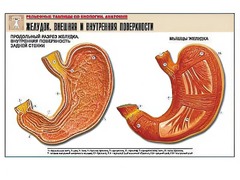 Рельефная таблица "Желудок. Внешняя и внутренняя поверхности" (формат А1, матовое ламинирование) - fgospostavki.ru - Королёв
