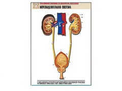 Рельефная таблица "Мочевыделительная система" (формат А1, матовое ламинирование) - fgospostavki.ru - Королёв
