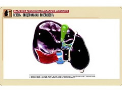 Рельефная таблица "Печень. Висцеральная поверхность" (формат А1, матовое ламинирование) - fgospostavki.ru - Королёв
