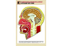 Рельефная таблица "Сагиттальный разрез головы" (формат А1, матовое ламинирование) - fgospostavki.ru - Королёв