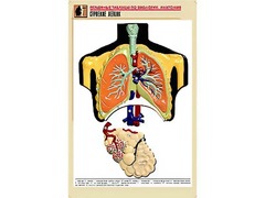 Рельефная таблица "Строение легких" (формат А1, матовое ламинирование) - fgospostavki.ru - Королёв