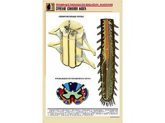 Рельефная таблица "Строение спинного мозга " (формат А1, матовое ламинирование) - fgospostavki.ru - Королёв