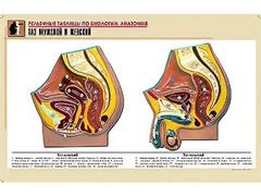 Рельефная таблица "Таз мужской и женский" (формат А1, матовое ламинирование) - fgospostavki.ru - Королёв