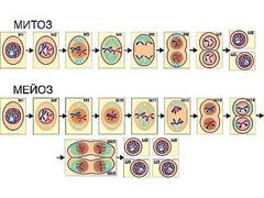 Модель-аппликация "Деление клетки. Митоз и мейоз" (ламинированная) - fgospostavki.ru - Королёв