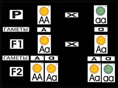 Модель-аппликация "Моногибридное скрещивание" (ламинированная) - fgospostavki.ru - Королёв