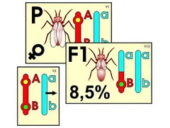 Модель-аппликация "Перекрест хромосом" (ламинированная) - fgospostavki.ru - Королёв