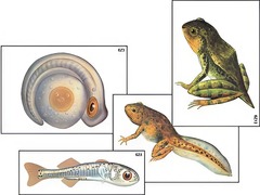 Модель-аппликация "Развитие костной рыбы и лягушки" (ламинированная) - fgospostavki.ru - Королёв