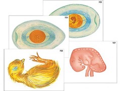 Модель-аппликация "Развитие птицы и млекопитающего (человека)" (ламинированная) - fgospostavki.ru - Королёв