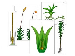 Модель-аппликация "Размножение мха" (ламинированная) - fgospostavki.ru - Королёв