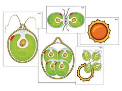 Модель-аппликация "Размножение одноклеточной водоросли" (ламинированная) - fgospostavki.ru - Королёв