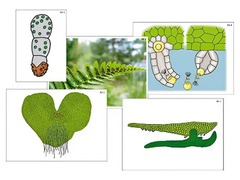 Модель-аппликация "Размножение папоротника" (ламинированная) - fgospostavki.ru - Королёв